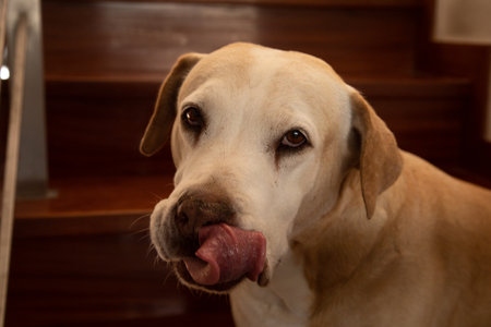 Labrador Retriever Licking Its Lips on Stairs