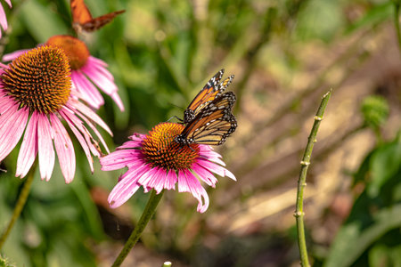 Monarch Butterfly on Echinacea purpurea flower in garden