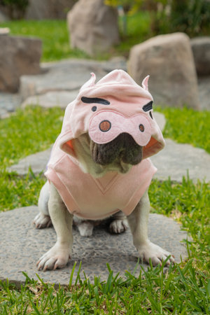 french bulldog in the garden.の写真素材