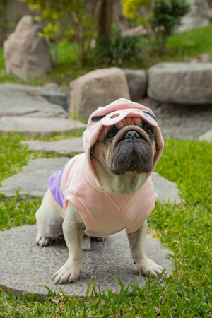Cute small dog wearing a pink raincoat and sunglasses.の写真素材