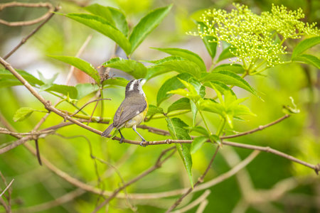 closeup shot of a bulbul bird on a branch in nature