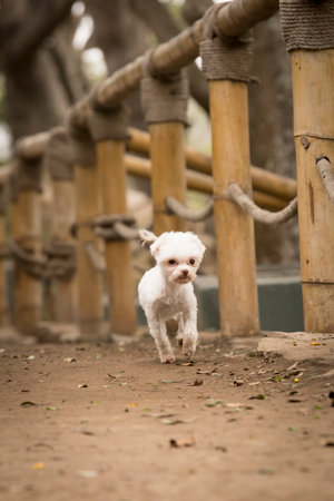 Cute little miniature poodle toy dog standing in the park.の写真素材