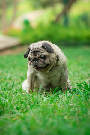 Cute pug sitting on green grass in the park, stock photoの写真素材