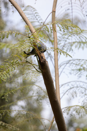 Bluebird on a tree branch in the garden,Thailand.の写真素材