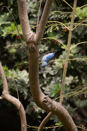 Pigeon on a tree branch in the park, Thailand.の写真素材