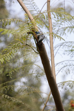 Birds on a branch in the wild, closeup of photo