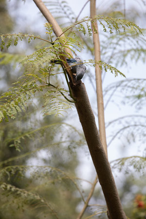 Pigeon perched on a tree branch in the rainforest.の写真素材
