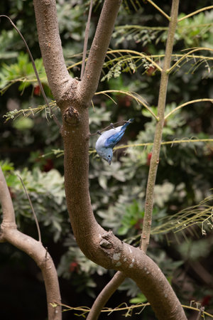 Bluebird perched on a tree branch in a park in Singapore.の写真素材