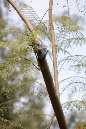 Nuthatch on the tree in the garden,Thailand.の写真素材
