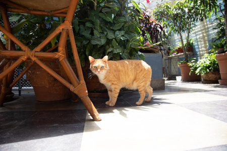 ginger cat walking on the floor in the garden, selective focusの写真素材
