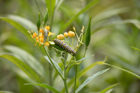 Caterpillar on yellow flowerの写真素材