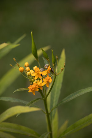 A close up of a bee collecting pollen from a yellow flower.の写真素材