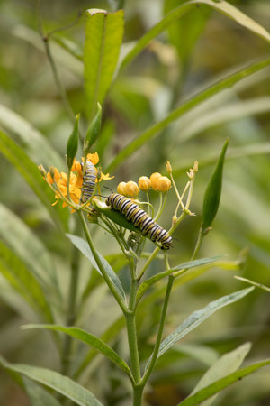 Caterpillar on yellow flowerの写真素材