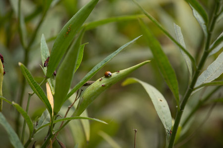 The Colorado beetle (Coccinellidae) on a leaf.の写真素材