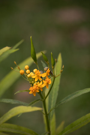 yellow flower with insect on green background, closeup of yellow flower