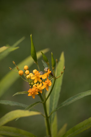 Close up of yellow flower with bee on it, selective focus.の写真素材