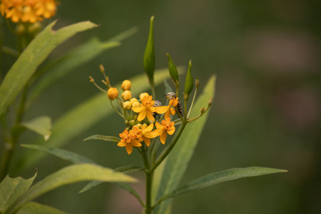 A bee collects nectar on a yellow flower in the garden.の写真素材