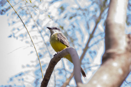 Greater Yellow-bellied Bulbul bird perched on a branchの写真素材