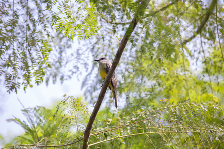 Yellow-bellied Bulbul bird perched on a branch in nature.の写真素材