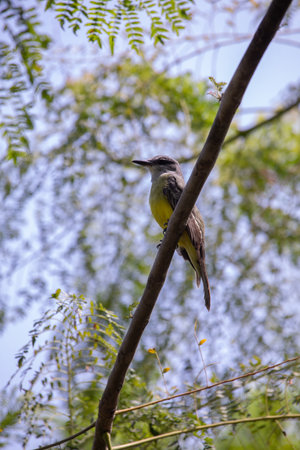 Yellow-bellied Kingbird perched on a branch in a treeの写真素材