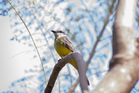Greater Yellow-bellied Kingbird perched on a tree branchの写真素材