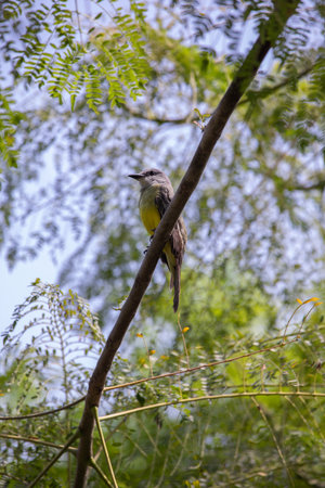 Yellow-bellied Kingbird (Pycnonotus rufescens) perched on a branchの写真素材