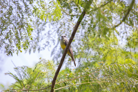 Yellow-bellied Kingbird perched on a branch in the forestの写真素材