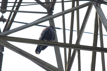 Pigeon sitting on the metal structure of the pylon.の写真素材