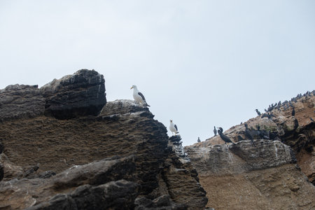 Seagulls on the cliffs of Ballestas Islands, Peruの写真素材