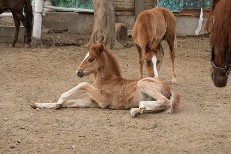 Foal lying on the ground in the paddock of a farmの写真素材