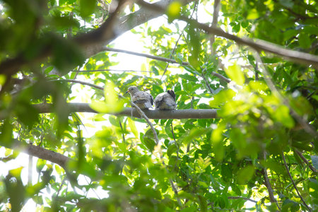 Two dove birds sitting on a branch in the shade of a tree Croaking Ground-dove Columbina cruzianaの写真素材