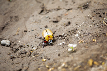 beetle on the ground, close-up of a beetleの写真素材