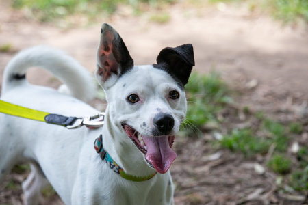 Portrait of a white dog with a black collar in the park