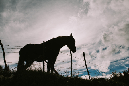 Landscape of a horse against the light with the cloudy sky behindの写真素材