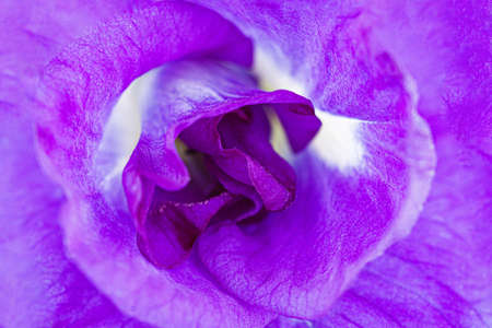 Butterfly pea flower texture backgroundの写真素材