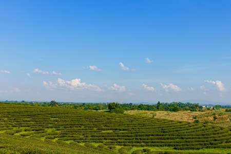 Green tea plantation in Thailand