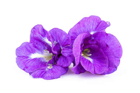 Butterfly pea flower on white backgroundの写真素材