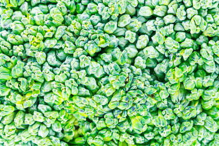 Close-up of green broccoli texture backgroundの写真素材