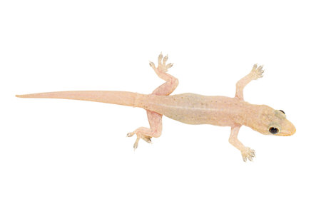 House gecko (Hemidactylus) in Thailand isolated on white background.の写真素材