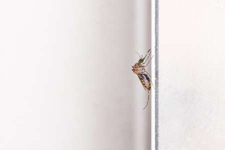 Mosquito perched on the wallの写真素材
