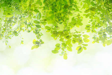 Green leaf on blurred greenery background