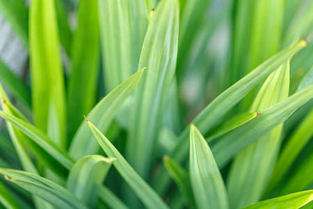 Pandan leafの写真素材