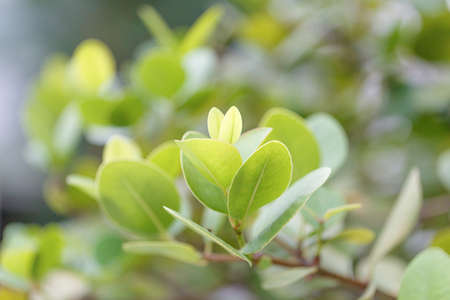 Green leaf on blur backgroundの写真素材
