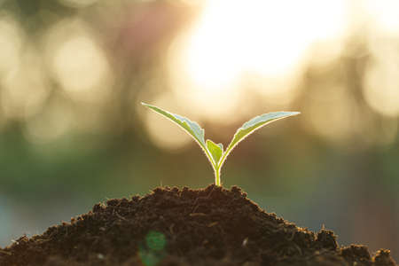 Small plant growing with sunrise. Earth day conceptの写真素材