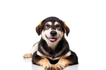 Puppy dog in front isolated on white backgroundの写真素材