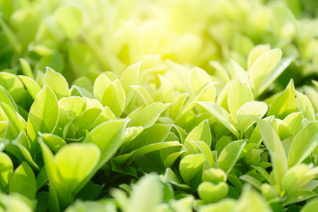 Green leaf in garden at summer