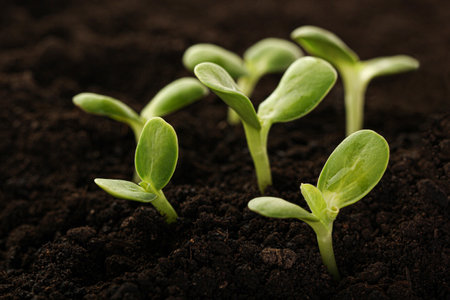 Fresh young green seedlings. Young plant springing up out of the soilの写真素材
