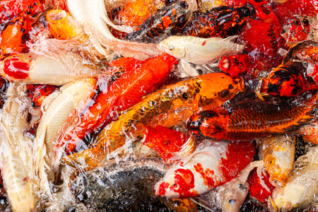 Colorful koi fish swimming in a pond, creating dynamic water ripples with vibrant red, white, yellow, and orange patterns.の写真素材
