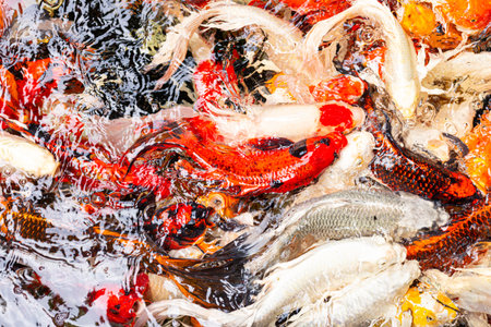 Colorful koi fish swimming in a pond, creating dynamic water ripples with vibrant red, white, yellow, and orange patterns.の写真素材