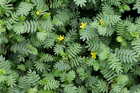 Top view of lush green compound leaves with fresh raindrops and scattered yellow blossoms, ideal for natural backgrounds and botanical themes.の写真素材